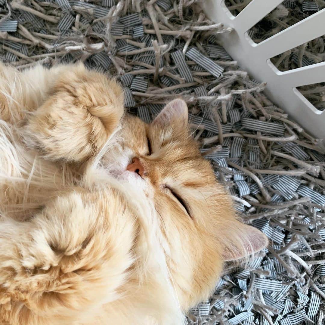 Smoothieのインスタグラム：「Beauty sleep. 😴」