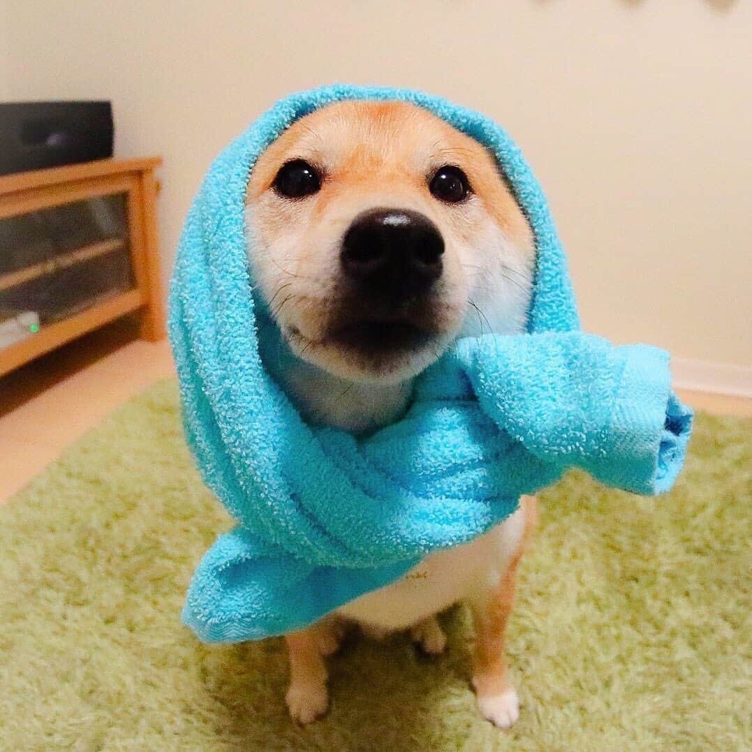 だいふくのインスタグラム