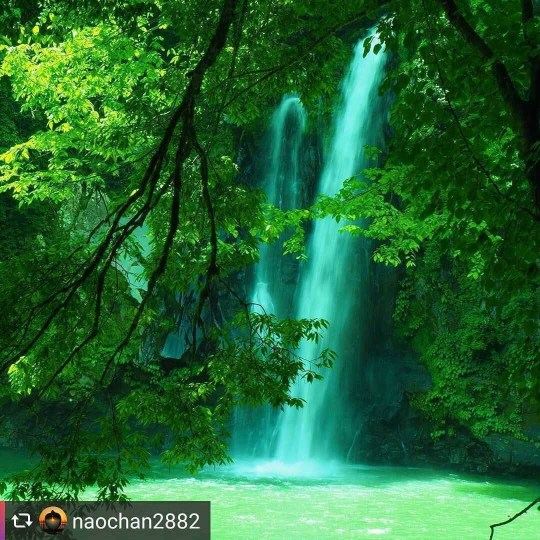 兵庫県さんのインスタグラム写真 - (兵庫県Instagram)「兵庫県公式インスタグラム『love_hyogo』です。  love_hyogoでは皆さんが#lovehyogo のハッシュタグを付けて投稿していただいた写真を紹介をさせていただきます。  本日のピックアップは @naochan2882さんのお写真です👑 ハッシュタグをつけての投稿ありがとうございます🙏  写真は豊岡市の神鍋高原にある「八反の滝」での一枚です📷✨ 周りを囲む深緑が溶け込んだような煌めくエメラルドグリーン🌿✨✨ 清々しい落水は息を呑むような美しさですね🌌🌌 .  神鍋火山🌋の溶岩流によってできた滝のひとつで、滝の落差が布八反に相当することからその名前が名付けられたそうです✨ 水量の増えるこの時期、上空24mから滝壺へと一気に流れ落ちる様子は圧巻です😁🌊 . 天然のミストは心地よく、光の加減や見る角度によって変化する水面に時間を忘れそう💑✨✨ .  兵庫にまつわる投稿は#lovehyogo のハッシュタグをお願いします👈 . −−−−−−−−−−−−−−−−−−−−−−−−−−−−−−−−−−−−−−−−−−−−−−−−−−−−−−−−− .  兵庫県では、新型コロナウイルス感染拡大を予防する『ひょうごスタイル』（📍3蜜（密閉、密集、密接）の回避📍身体的距離の確保📍マスクの着用等）の推進のご協力をお願いしています。  #兵庫県#兵庫#lovehyogo#love_hyogo#photooftheday#followme#豊岡市#日高町#八反の滝#神鍋高原#八反滝#滝#エメラルドグリーン#滝壺#初夏の景色#自慢したい兵庫の景色」6月4日 13時44分 - love_hyogo