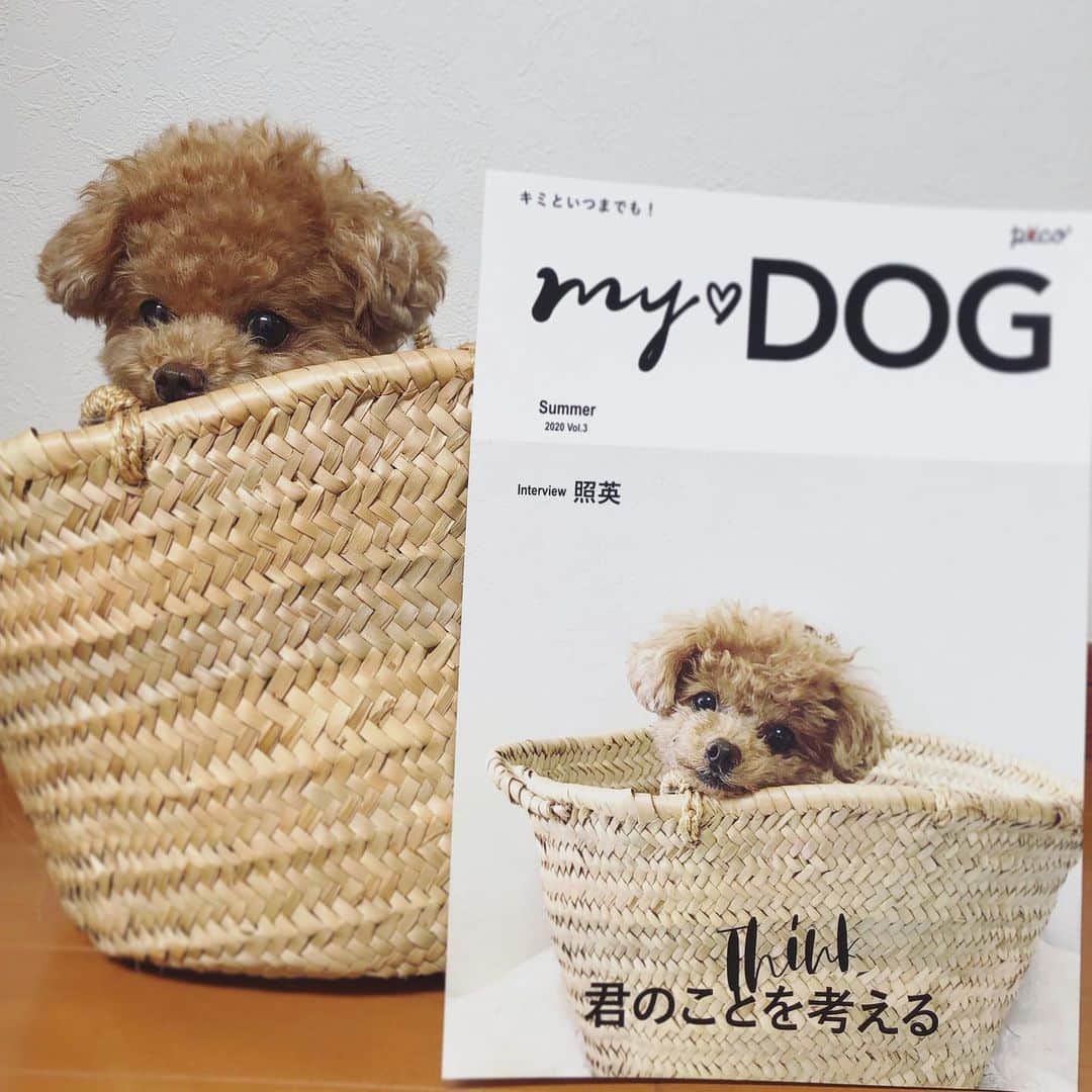 ふわさんのインスタグラム写真 - (ふわInstagram)「うちの子が表紙になれちゃう雑誌☺︎ @pecomydog_official 「マイドッグ雑誌」で検索 #pecomydog  #pecomydog世界にひとつだけのうちのコ表紙  #toypoodle#toypoodlegram#dogsofinstagram#doglover#doglife#instadog#dog#fuwamama#ふわもこのふわ#ふわ#ふわもこ部#犬バカ部#親バカ部#犬のいる暮らし#pecoいぬ部」6月4日 14時16分 - huwayama