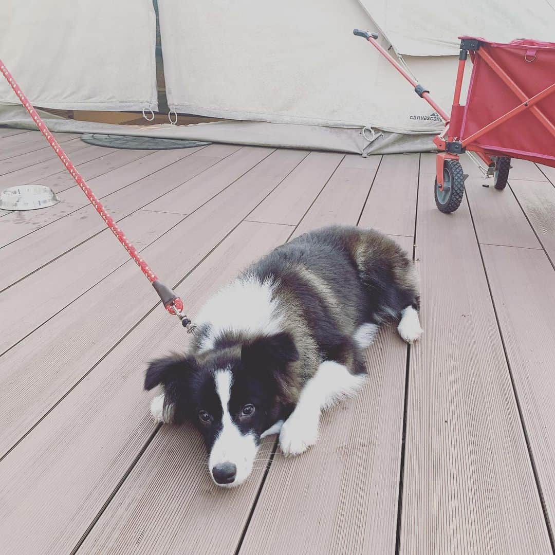 戸谷公人のインスタグラム：「またキャンプ行きたいなー⛺️ #キャンプ #犬とキャンプ #早く行きたーい #自然」