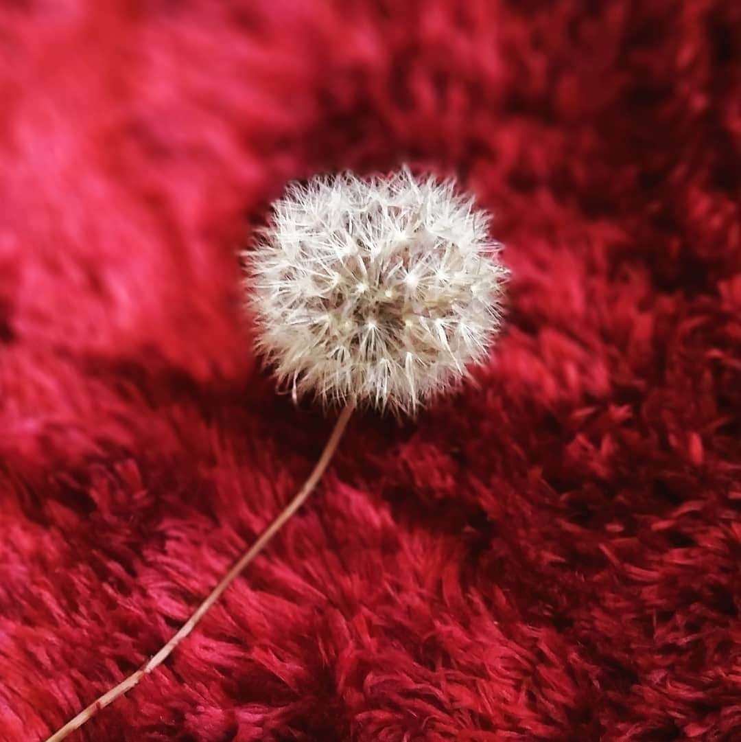 【公式】fumumu（フムム）さんのインスタグラム写真 - (【公式】fumumu（フムム）Instagram)「自粛生活で曜日感覚や季節感がわからなくなっているわけで。今朝、たんぽぽの綿毛見つけて季節を知る。 #たんぽぽ #綿毛 #フゥーってやったら全部顔にまとわりついた」6月4日 15時09分 - fumumunet