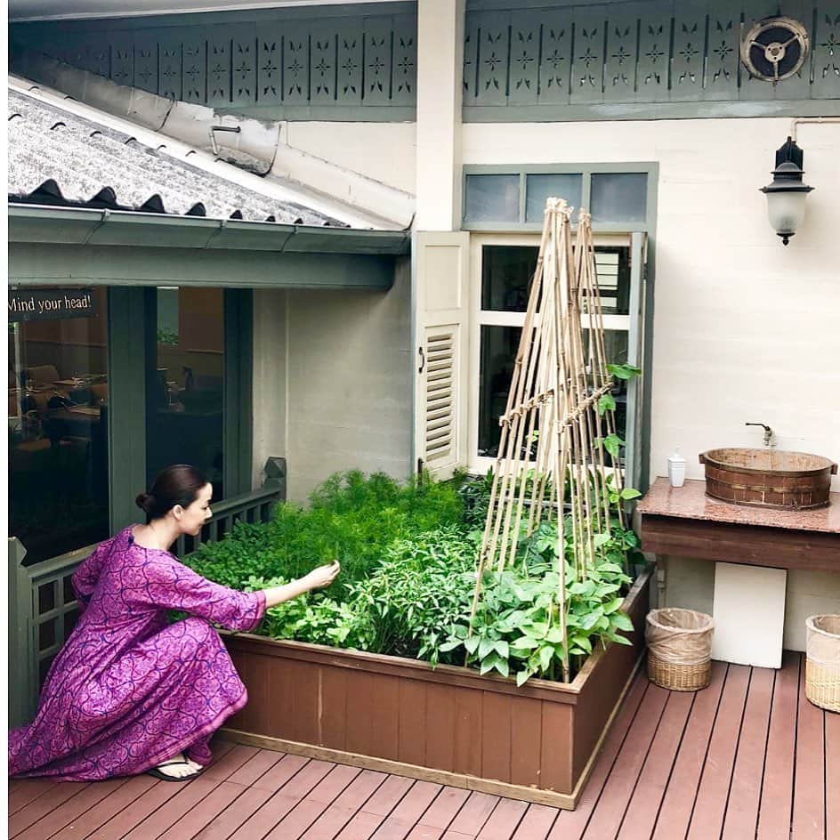 桐島かれんさんのインスタグラム写真 - (桐島かれんInstagram)「ブログに記事をアップしました。 バンコクのオリエンタルホテルで出会った、憧れのハーブコンテナについてのお話しです。  #ハーブ菜園 #loveoflife! #orientalhotelbangkok  http://loveoflife.jp/2020/06/1279」6月4日 15時20分 - houseoflotuskaren