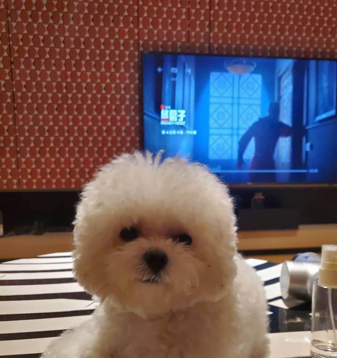 ジョリン・ツァイのインスタグラム：「tranquilo  tranquilo ＃紙房子 la casa del papel 👍👍👍👍 #聽著聽著就催眠自己已經聽懂西班牙文」