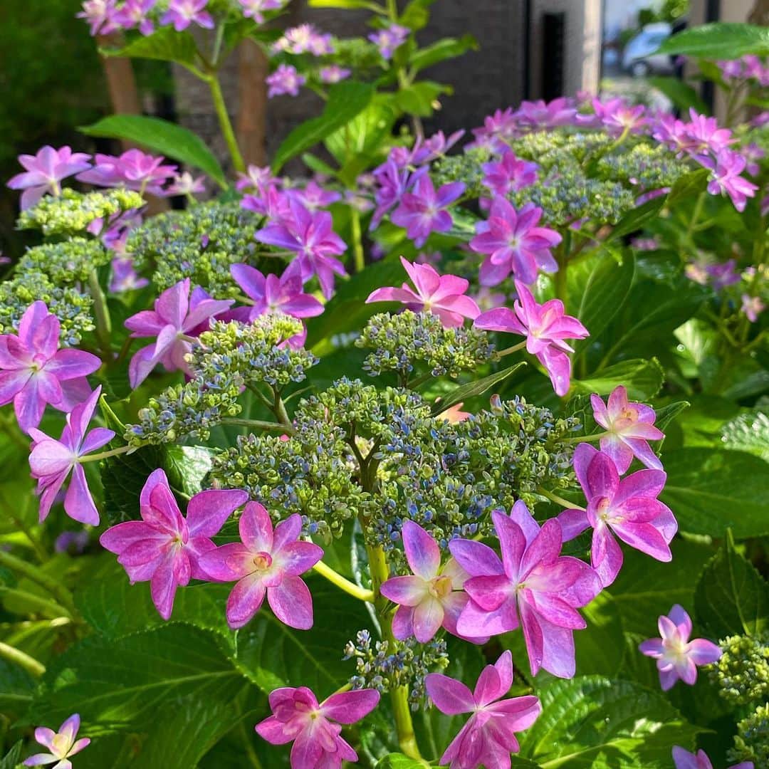 野口健さんのインスタグラム写真 - (野口健Instagram)「例年、この季節にヒマラヤから帰国するので、それに合わせて紫陽花の森を庭に作ろうと五年前に紫陽花を植え始めました。今年はまた一段と立派に成長してくれています。いよいよ、紫陽花の季節が始まりました。今年もまたこうして紫陽花を花畑を眺められる事に感謝。  #野口健」6月4日 15時31分 - noguchiken8848