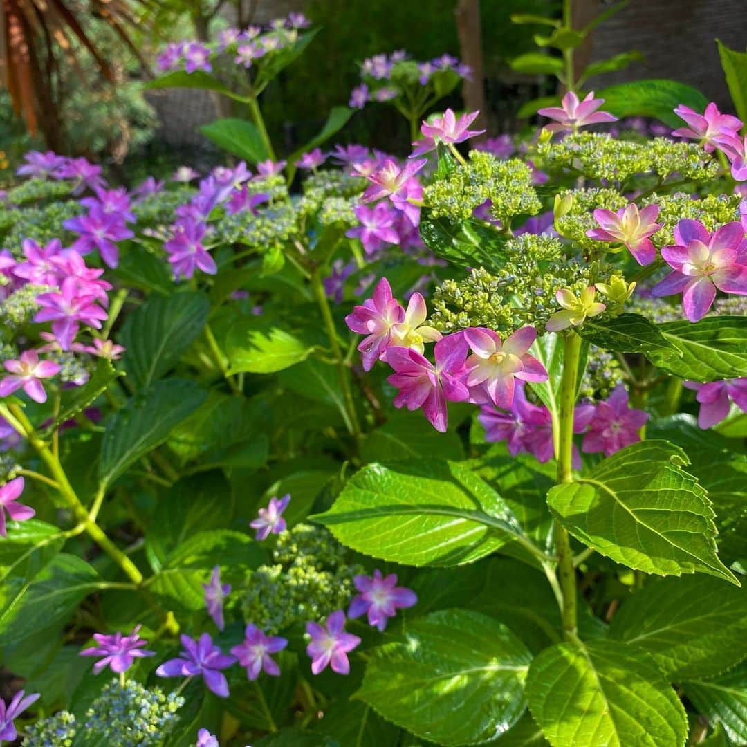 野口健さんのインスタグラム写真 - (野口健Instagram)「例年、この季節にヒマラヤから帰国するので、それに合わせて紫陽花の森を庭に作ろうと五年前に紫陽花を植え始めました。今年はまた一段と立派に成長してくれています。いよいよ、紫陽花の季節が始まりました。今年もまたこうして紫陽花を花畑を眺められる事に感謝。  #野口健」6月4日 15時31分 - noguchiken8848