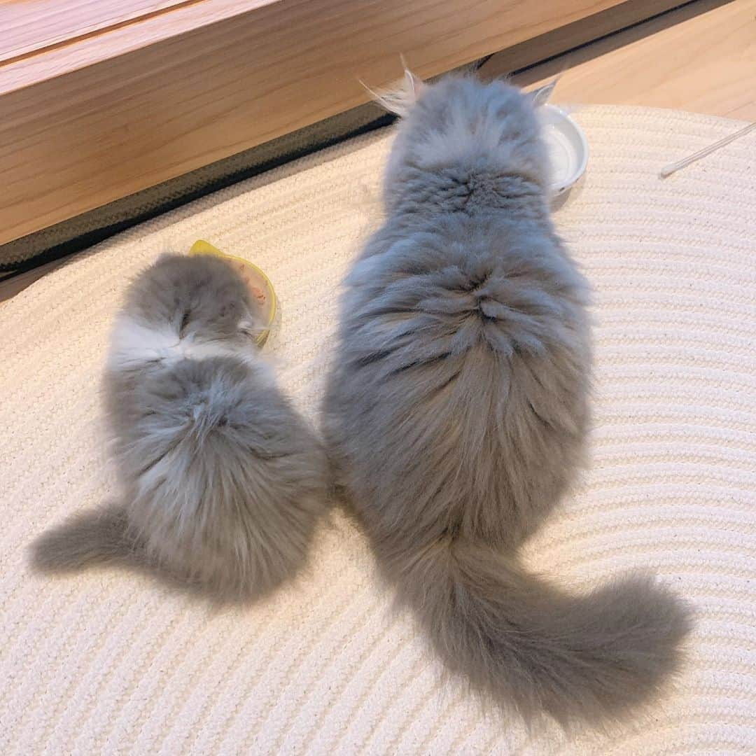 寺田安裕香さんのインスタグラム写真 - (寺田安裕香Instagram)「🐈🐈 そしてインスタ初登場！！ 実はラピちゃんに弟ができました✨ とっても甘えん坊なラズくんです🥰 ラピラズすぐ仲良くなって、 毎日たくさん遊んでたくさん寝て ２匹ずっと一緒にいるよ〜🥺💗 しあわせな猫生になりますように！ 成長を見守ります☺️☺️ #猫のいる暮らし」6月4日 16時05分 - ayukaterada