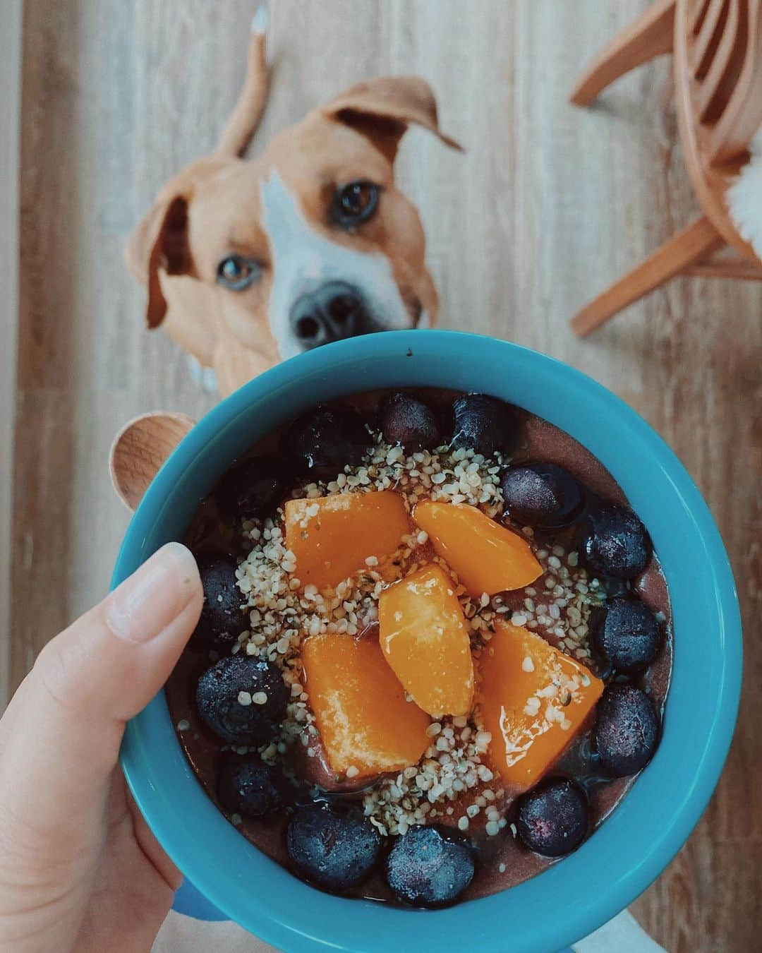 Fabiolla Takinamiさんのインスタグラム写真 - (Fabiolla TakinamiInstagram)「#acaibowl  食べたすぎて 自分で作ったら盛り付け雑すぎたw 味はgood🤍 Broくんもかわいいしgood🤍 #pitbull #lovedog#fabi_smoothie」6月4日 16時03分 - fabi_olla