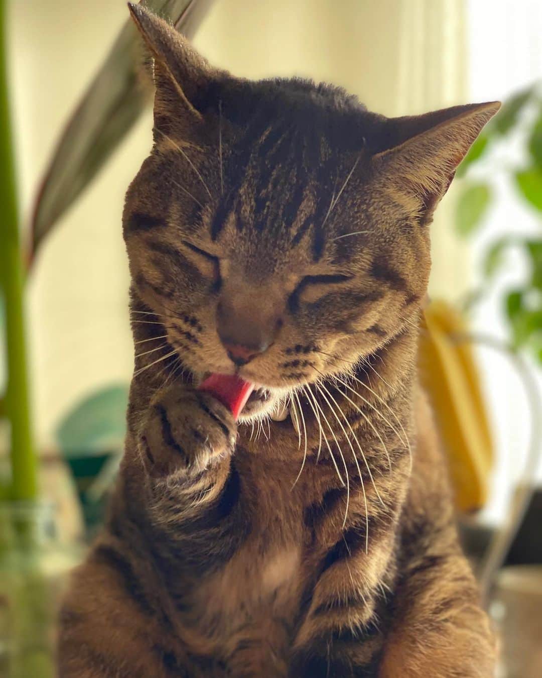 相原コージさんのインスタグラム写真 - (相原コージInstagram)「ぺろーんぺろーん。　#ねこ　#キジトラ　#cat」6月4日 16時22分 - kojiaihara