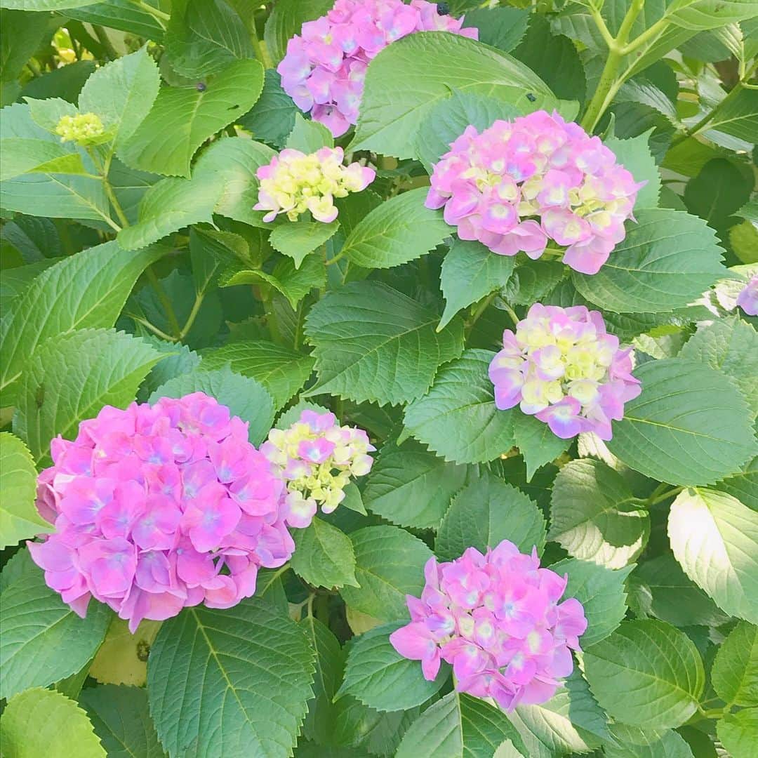 益子直美さんのインスタグラム写真 - (益子直美Instagram)「アジサイが次々と色付いてきて、庭が一気に華やいできました！  #アジサイ  #湘南  #garden  #gardening  #花」6月4日 16時30分 - naomi.masuko