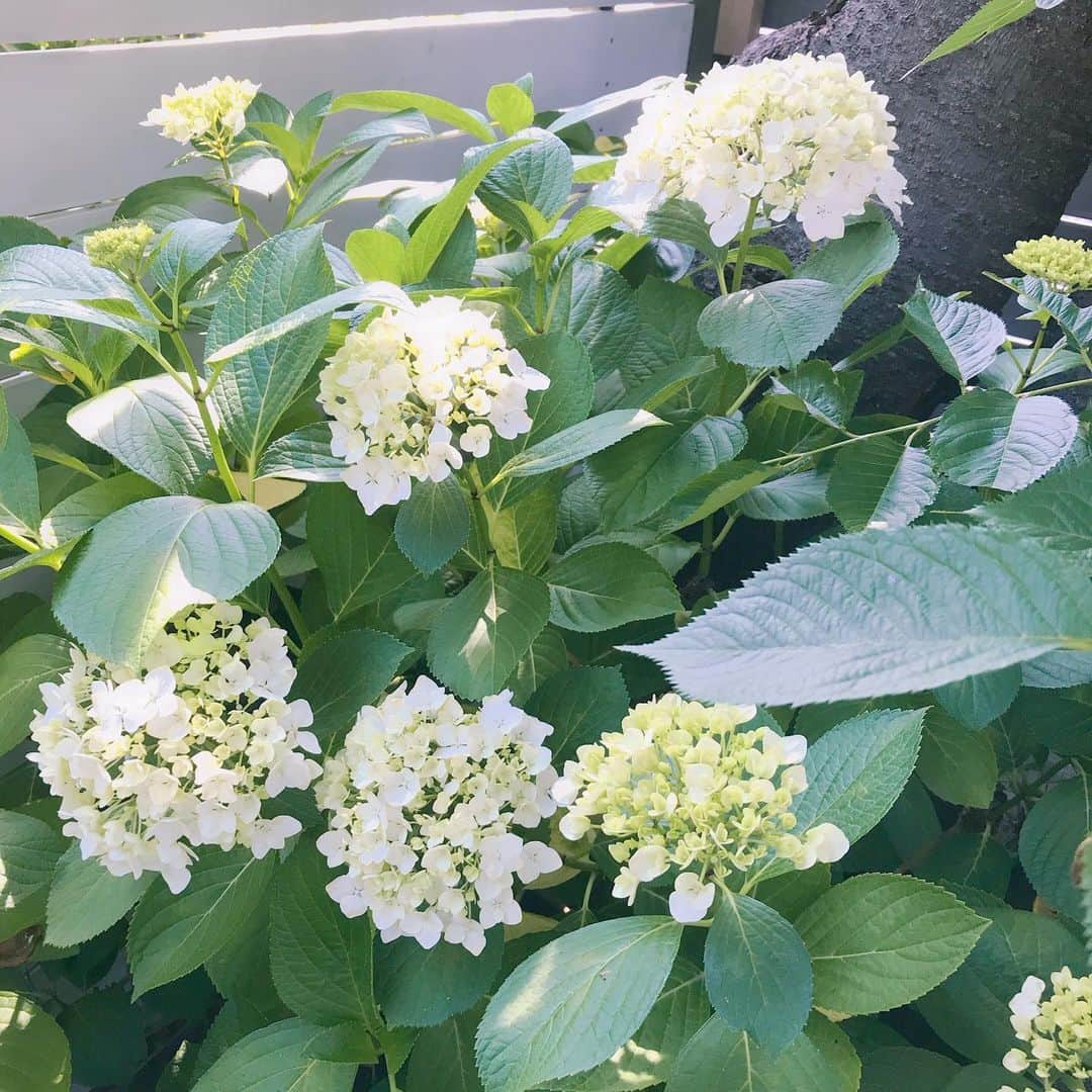 益子直美さんのインスタグラム写真 - (益子直美Instagram)「アジサイが次々と色付いてきて、庭が一気に華やいできました！  #アジサイ  #湘南  #garden  #gardening  #花」6月4日 16時30分 - naomi.masuko
