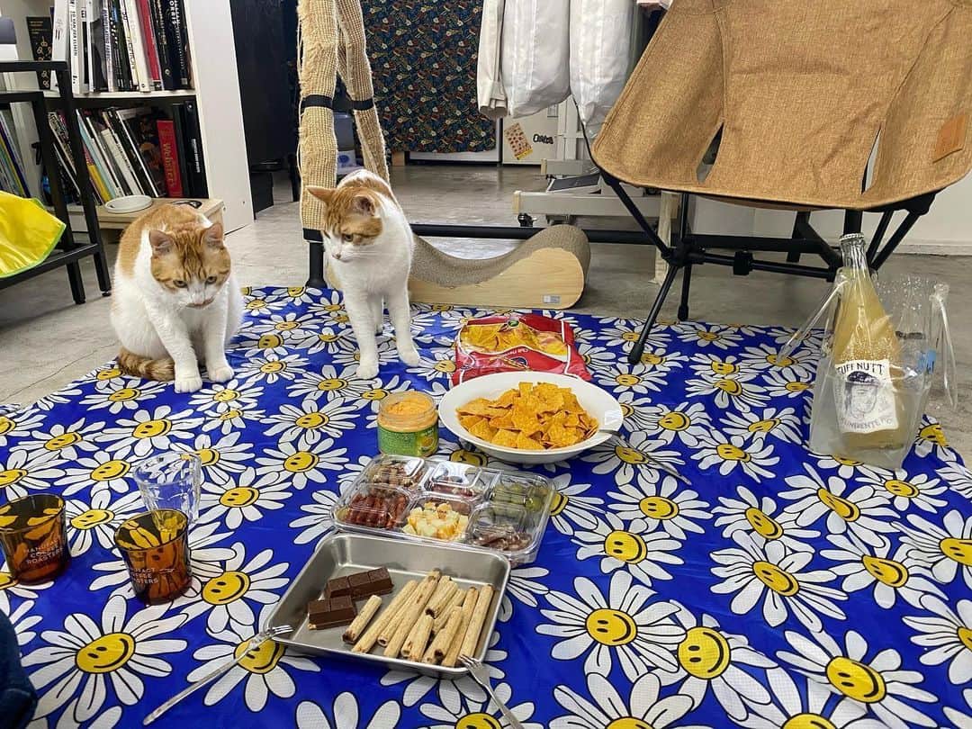 ソジン のインスタグラム：「Picnic😎💜 with.kitties」