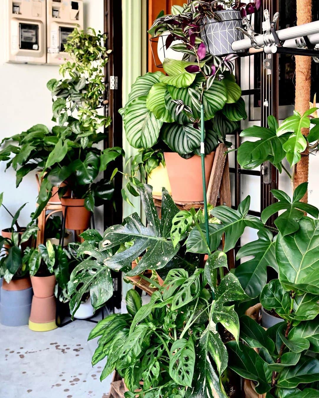鄭碧瑩のインスタグラム：「Tagged by @kaffn to show my favorite plant corner which emerged during #sgcircuitbreaker for @singseesoon.lifestyle - this is the current state after many rounds of reorganizing. Photo by @kvijaynathan #notshotwithiphone  Tagging @gg_cpl @house.plants.uncle and @ruzanashahab to show your favorite plant corner. . . .  #plantstagram #plantsofinstagram #houseplants #plantsmakepeoplehappy #botanical #instaplants #plants #foliage #leaf #plantflife #springintoplants #plantlady #plantpotters #crazyplantlady #houseplantclub #helloplantlover #plantshelfie #houseplantsofinstagram #houseofplantlovers #junglecollective #nofilter #urbanjunglebloggers #singseesoon」