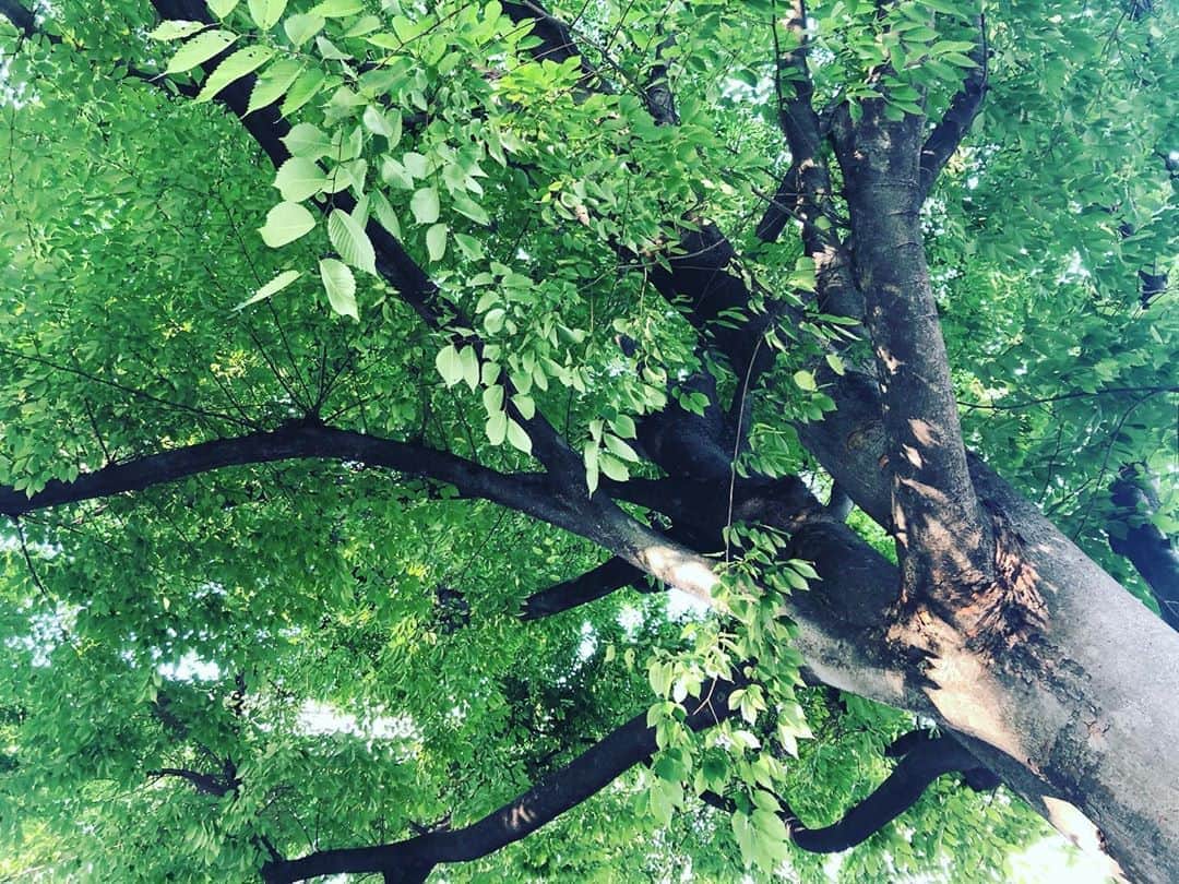 加藤響子さんのインスタグラム写真 - (加藤響子Instagram)「素敵な桜の木。🌿 毛虫が落ちてくるところ以外は！」6月4日 16時54分 - katokyooooooooo