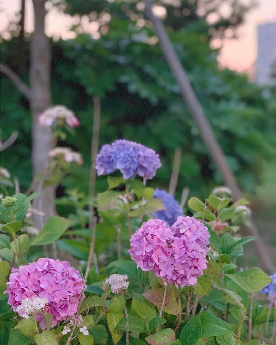 のインスタグラム：「💜💓💜 ・ ・ ・ お散歩中にハート型の紫陽花見つけて、いい事がありそうな予感😂 ・ ・ 皆様にも素敵な何かがありますように💓 ・ ・ ・ #紫陽花 #あじさい #june #flowers」