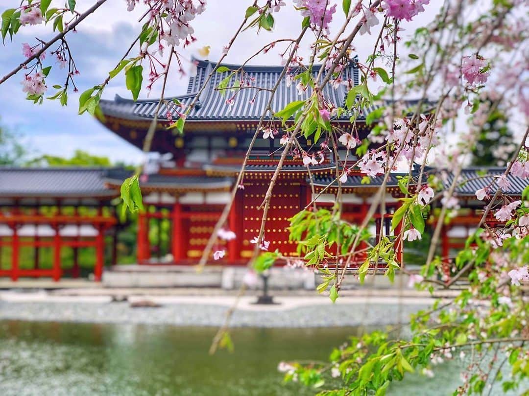 のインスタグラム：「京都府宇治市#平等院鳳凰堂 (スライドして下さい)  Location Kyoto Japan (Swipe)  自粛生活に慣れ過ぎで海外ドラマ三昧😅過去picばかりですみません🙇‍♀️💦。 2019年4月  #神社仏閣　 #寺院仏閣　 #美しい日本　 #日本庭園  #おとな旅プレミアム　 #絶景delic  #そうだ京都行こう　 #こころから  #タビジェニ　 #日本ツアーズ　 #japan_daytime_view  #japan_bestpic_  #top_favorite_shots  #japan_vacations  #team_jp_西  #inspring_shot #beautiful_kansai #worldbestshot  #japanesetemple  #japanesegarden  #lovers_united_japan  #jalan_travel  #igbest_shots #dokoiku_offical」