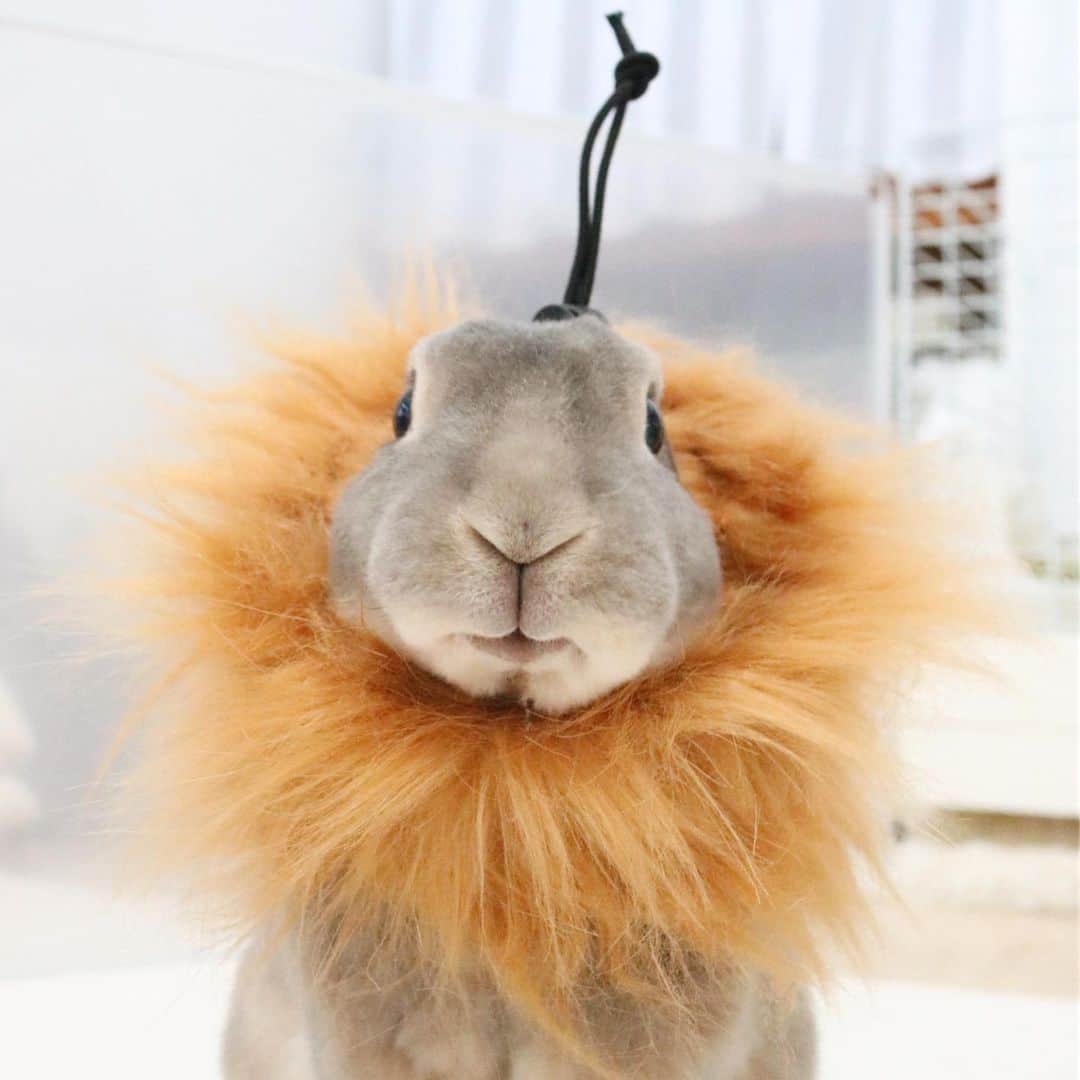 Kayoのインスタグラム：「🦁 かっくいいライオンになるはずが、 矢の刺さった落武者だた。。。」