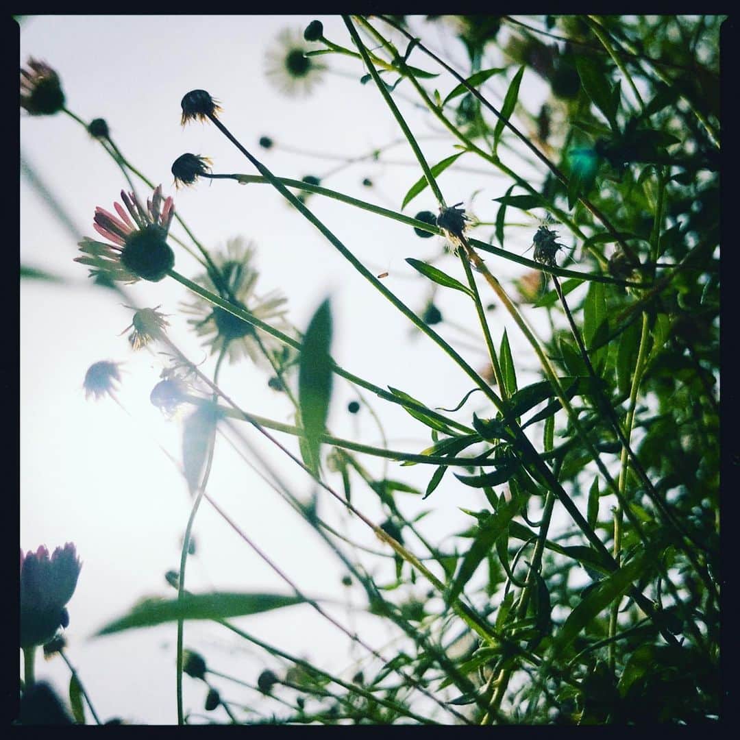 本多哲郎さんのインスタグラム写真 - (本多哲郎Instagram)「#団地の花」6月4日 17時30分 - hane_tetsu