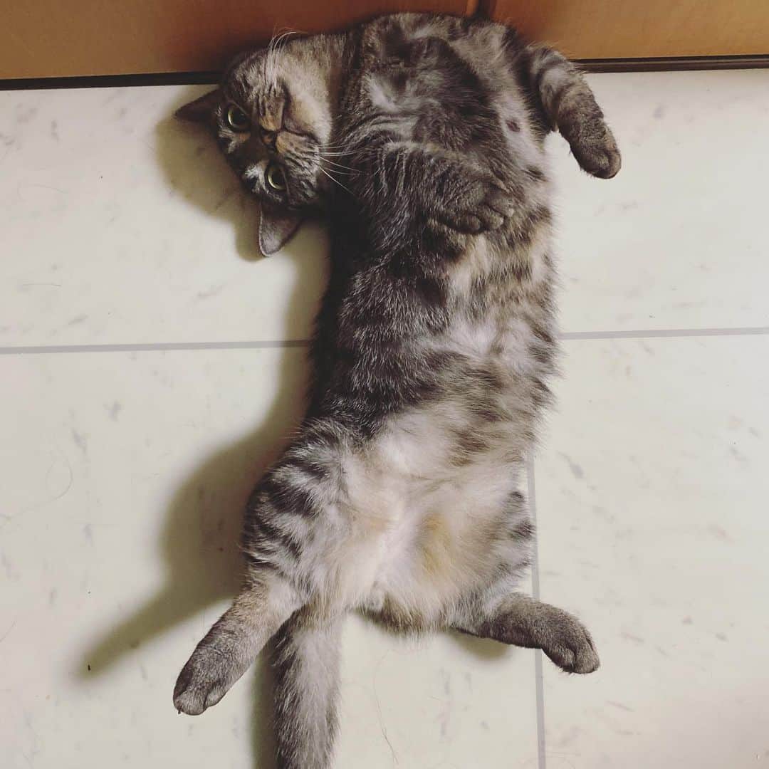 のインスタグラム：「朝起きて、この姿で挨拶されました。  ナイトさん。 本当に柔らかい。  まぁ、本日21:00から生配信。 本日の力作見てください。  ツイキャス　https://twitcasting.tv/tsujimotoyuuki  #猫　#cat #辻本祐樹　#猫のいる暮らし  #ねこ　#猫の柔軟性が欲しい」