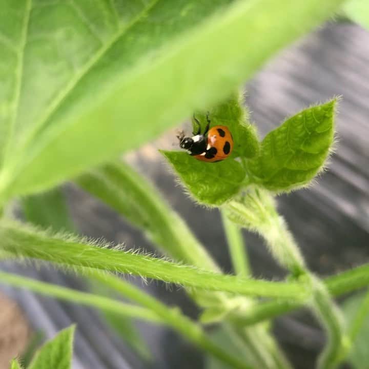小谷あゆみのインスタグラム：「6月4日はムシの日ーー！ てんとう虫🐞は幸運の使い！ ななつ星じゃないよ　#ナナホシテントウ  #ladybug  #玉堤体験農園 #せたがや体験農園 #畑のちから菜園部長」