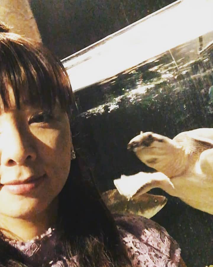宍戸留美のインスタグラム：「#スッポンモドキ #初対面 #かめかめ波 #昭和 #南新宿 #代々木 #動物 #可愛い #分かってる」
