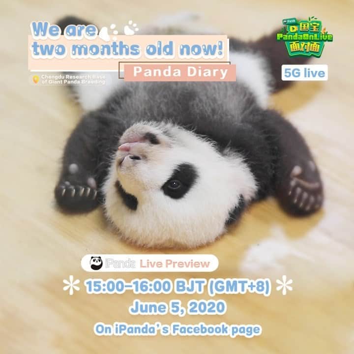 iPandaさんのインスタグラム写真 - (iPandaInstagram)「Live Preview: June is here! Panda cubs born in March this year are over two months old. Who wants to be attacked by overload cuteness? Live on 5 June, 15:00 BJT is here waiting for you! 🐼 🎥 🎋 #PandaOnLive #FBLive」6月4日 18時28分 - ipandachannel