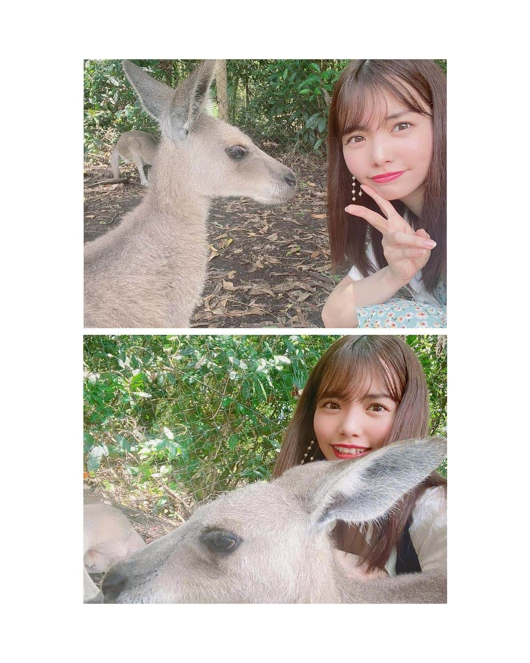 渕上舞さんのインスタグラム写真 - (渕上舞Instagram)「😶💕﻿ ﻿ ﻿ 結構、近かった…🦘﻿！！ ﻿ ﻿ #過去pic #cairnsaustralia #travelphotos ﻿#kangaroo  #カンガルー #距離近い #ちょっと怖い #けどかわいい﻿ #ケアンズ旅行 #ケアンズ観光 #海外女子旅」6月4日 18時47分 - mai_fuchigami_48