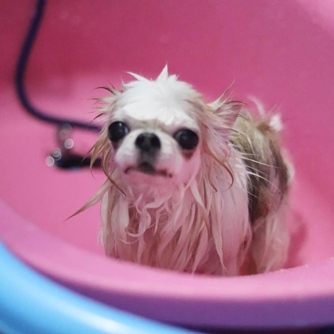 tetoyanyanさんのインスタグラム写真 - (tetoyanyanInstagram)「Today's teto❤️4.6.2020﻿ ﻿ ﻿ ﻿ ﻿ ﻿ ﻿ ﻿ ﻿ 今日のテトやん♡﻿ ﻿ ﻿ ひとっ風呂浴びました〜🛁﻿ ﻿ ﻿ ﻿ ﻿ ﻿ ﻿ ﻿ テトやーん♡﻿ ﻿ 前髪もす・て・き🙄﻿ ﻿ ﻿ ﻿ テトやーん﻿ ﻿ いつもいつでもありがとう😊❤️﻿ ﻿ ﻿ #テトやん被り物#dogs#instdog#dog#dogstagram#instapet#petstagram#petoftheday#mydog#instachihuahua#chihuahuaofinstagram#chihuahualove#chihuahualover#chihuahua#chihuahuas#チワワ#多頭飼い#ロングコートチワワ#チワワ部#ig_dogphoto#petoftoday﻿ #todayswanko#west_dog_japan#今日のテトやん#Todaysteto#dogstagram_japan」6月4日 19時21分 - tetoyanyan