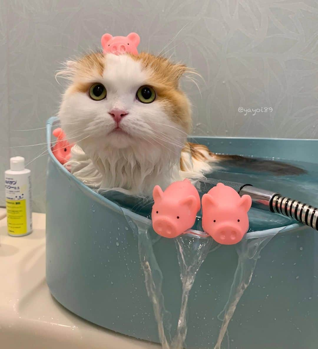 yayoi89さんのインスタグラム写真 - (yayoi89Instagram)「Hello 👋 🐹 (Last time bathing 🛁) . この前のお風呂はいつだったか…まだ1ヶ月しか経ってない。 なのにグレーなイクラちゃん🙉 毎日ブラシしてるけどバルコニーに出してるから仕方ない😅 昨日は窓洗いに参加しちゃったしねー😵 . あまり頻繁に洗うのもお互いにストレスになるからねー 見ない振りして我慢がまん😂 (これは前回の写真です) . #catsofinstagram #weeklyfluff #cat #sweetcatclub #adorable #scottishfold #bestmeow #catlover #meowed #cats_of_world #mmgtw #love #cat_features #kawaii」6月4日 19時23分 - yayoi89