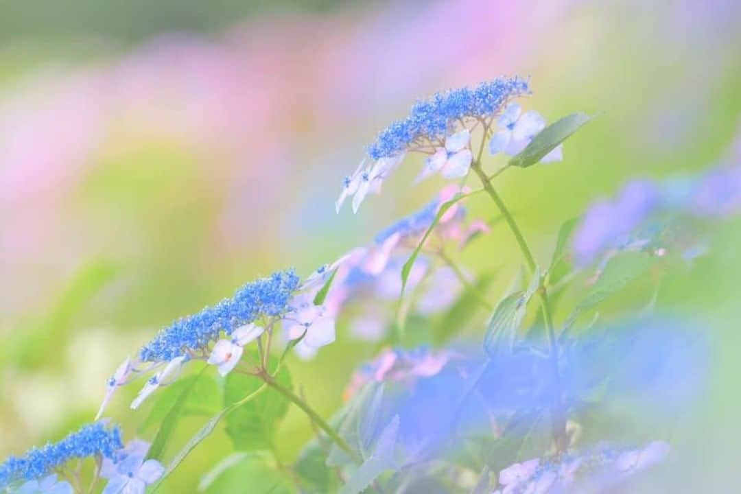 花の写真館のインスタグラム：「Photo by 関 奈保子.⠀ .⠀ Original Post[投稿いただいたURL]⠀ https://www.facebook.com/photo.php?fbid=2307968902624927⠀ .⠀ 本アカウントは、 #私の花の写真 をつけてInstagramに投稿された皆さまの花の写真や、「花の写真館」Facebookページで投稿された花の写真を紹介します。⠀ 「花の写真館」Facebookページは、「 @floral.photograph 」のプロフィールにあるURLからご覧ください。⠀ .⠀ ※各自、政府、自治体など公的機関の指示に従った行動をお願いします。⠀⠀ 東京カメラ部および分室では、写真を「見る楽しみ」を提供することを通して、微力ながら皆様にわずかな時間でも癒しをお届けしたいと思っております。⠀ ※本アカウントは東京カメラ部がFacebook、Instagramのサービスを利用して運営しているもので、Facebook社・Instagramとは一切関係ありません。⠀ .⠀ #花の写真館 #floralphotograph #floralphoto #flower #flowers⠀ Follow: @floral.photograph」