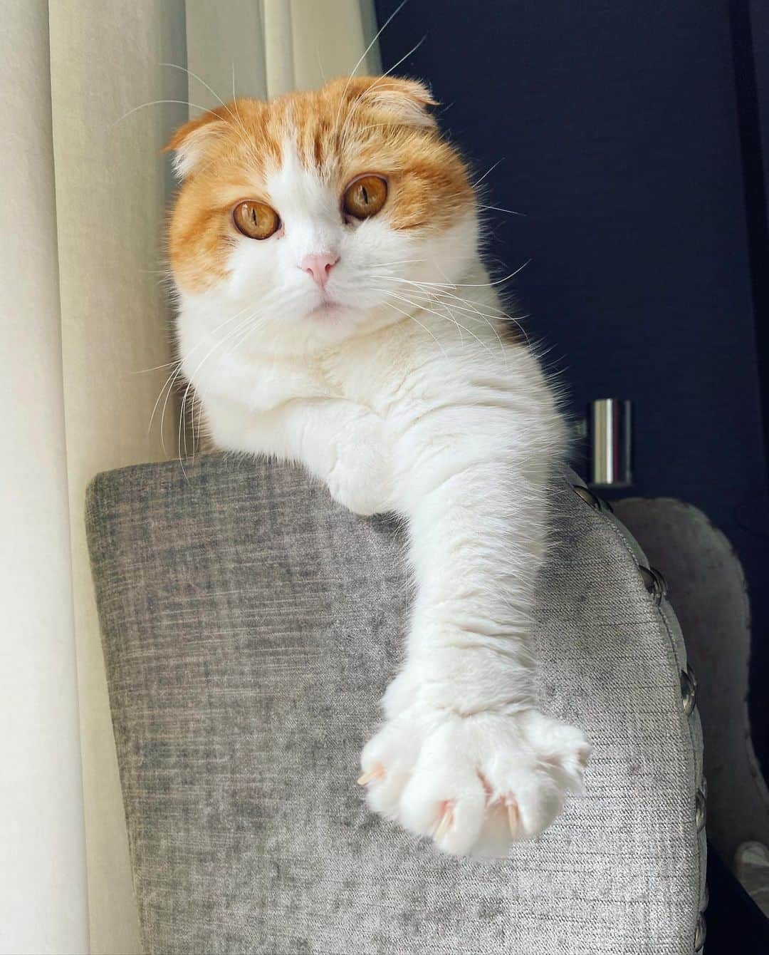 Nana _The Scottish Foldのインスタグラム：「summer manicure plz human! 여름스탈 매니큐어 부탁한다옹🦁 . . . #고양이 #猫 #ねこ #スコ #cat #cats #catstagram #catsofinstagram #instagramcats #instacat #bestmeow #catoftheday #catsofworld #catsloversworld #catsofday #냥스타그램 #또앙 #귀여워 #냥이 #caturday #gatos #cats_of_instagram #ilovemycat #catselfie #kittensofinstagram #kittens #catsdaily #kucing #london」