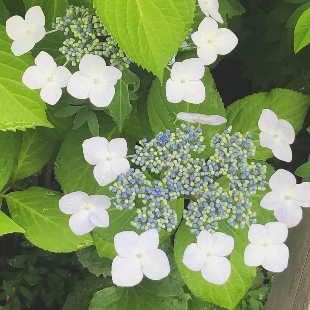 ecomfort（エコンフォート）さんのインスタグラム写真 - (ecomfort（エコンフォート）Instagram)「【日本の型染めｘKLIPPAN】⑤ シャリっとリネン、ふわっとシュニール いいとこどり サマーブランケット新・定番  全国的に梅雨の季節に入りました。雨の中、紫陽花が美しく咲いています。  数日の間に蕾から大輪の花へと変化する様が自然のエネルギーを感じさせます。  KLIPPANリネン＆シュニールコットンブランケットのデザインを手がけた型染め作家　小野豊一さんの紫陽花とエコンフォートハウスご近所の紫陽花をご紹介します。  いずれも 花の美しさに負けない瑞々しい緑がなんとも爽やか！  6月5日（金）発売のリネン＆シュニールコットンブランケットでは吾亦紅の模様に緑を選びました。  極上肌触りのシュニールコットン面とシャリっとしたリネンの肌触り、室内の温度や湿度に応じて 使い分けて快適な眠りをお楽しみください。  #KLIPPAN　#クリッパン #スウェーデン #小野豊一 #型染め #リネン #シュニール #サマーブランケット #新定番 #夏掛け #肌掛け　#寝具 #リネン大好き #シャリっとリネン #高温多湿 #ふわっとシュニール #夏の寝室環境 #冷房対策 #エコンフォートハウス  #サスティナブルショップ #梅雨入り  #雨の日#衣替え #紫陽花 #吾亦紅 #快適な眠り」6月4日 19時48分 - ecomfort_eoct