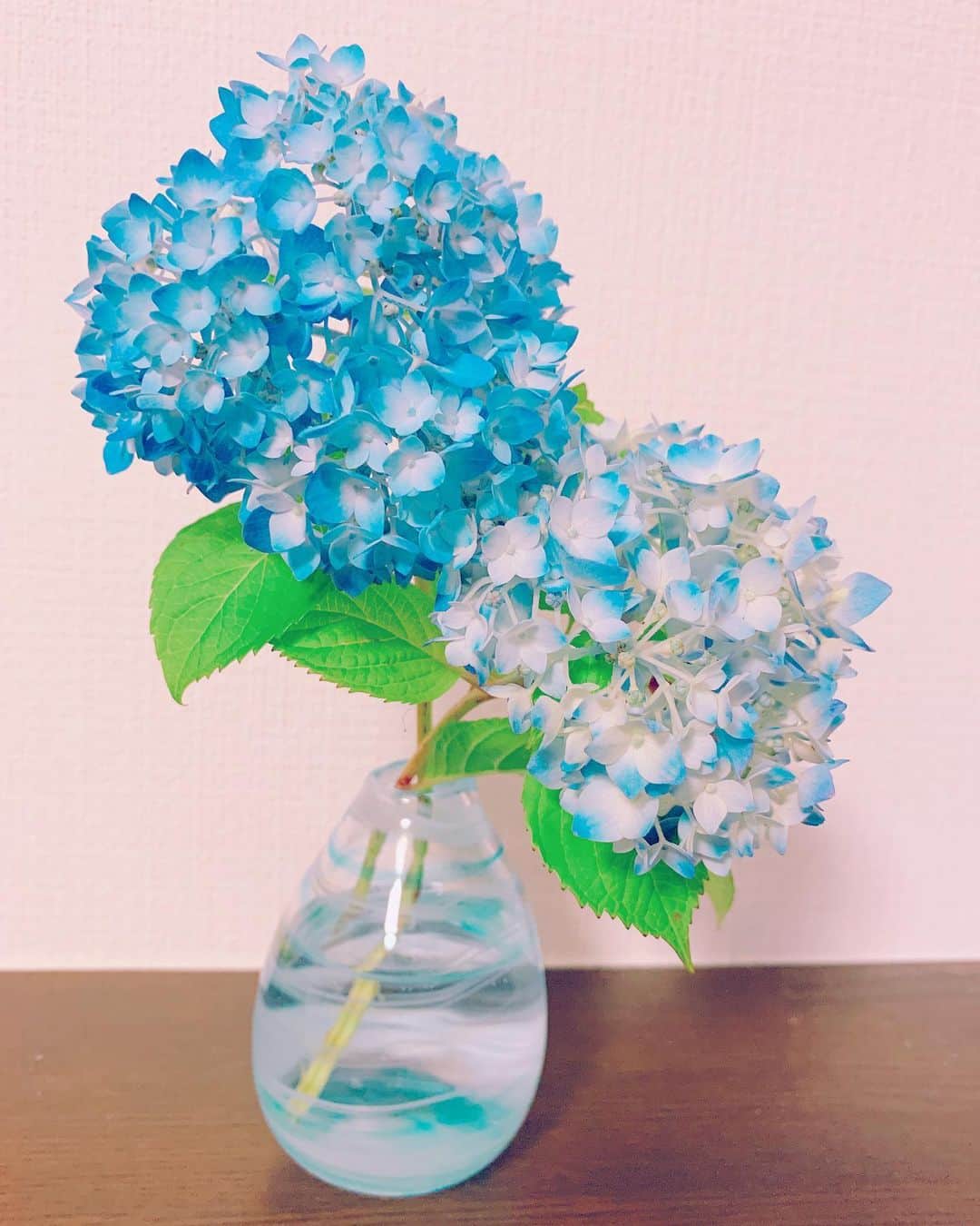 北原里英さんのインスタグラム写真 - (北原里英Instagram)「💠 お友達に花のある生活を薦められたので お花を飾りました。 お花があると、そのお花に見合うお部屋にしたくなって お部屋が綺麗に保てるみたい。 本当かしら。 このお花の向かい側ぐちゃぐちゃやで。 . . #紫陽花 #花のある生活 #flower」6月4日 19時52分 - rie_kitahara_3