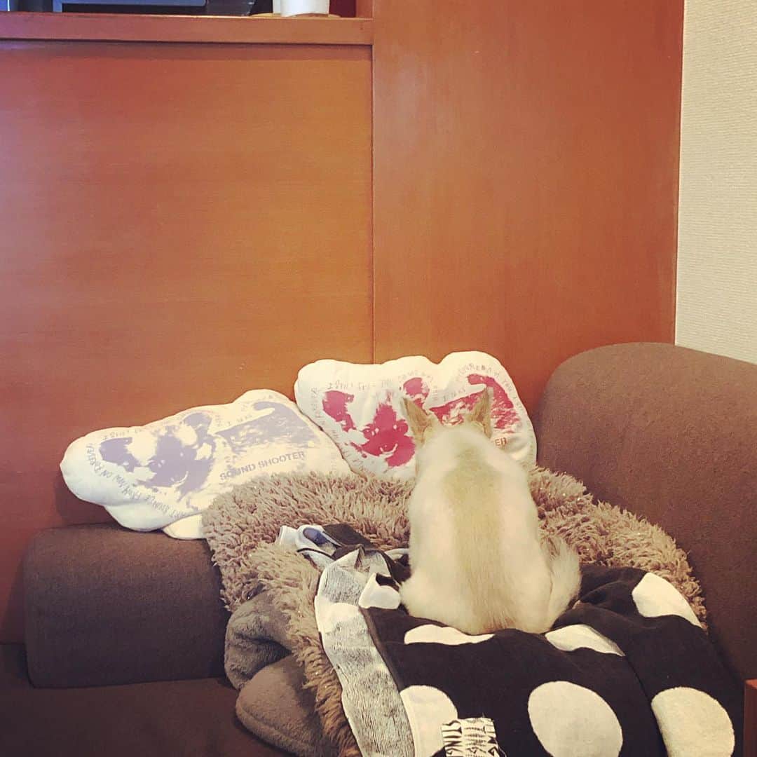 橋本塁さんのインスタグラム写真 - (橋本塁Instagram)「ポルカ！ #ポルカ #polka #dog #チワワ #チワワのいる暮らし #チワワ大好き #チワワ部 #chihuahua #chihuahualife」6月4日 20時12分 - ruihashimoto