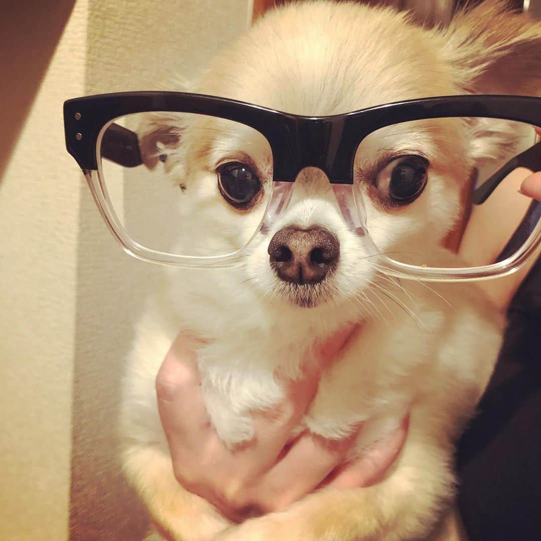 橋本塁さんのインスタグラム写真 - (橋本塁Instagram)「ポルカ！ #ポルカ #polka #dog #チワワ #チワワのいる暮らし #チワワ大好き #チワワ部 #chihuahua #chihuahualife」6月4日 20時12分 - ruihashimoto