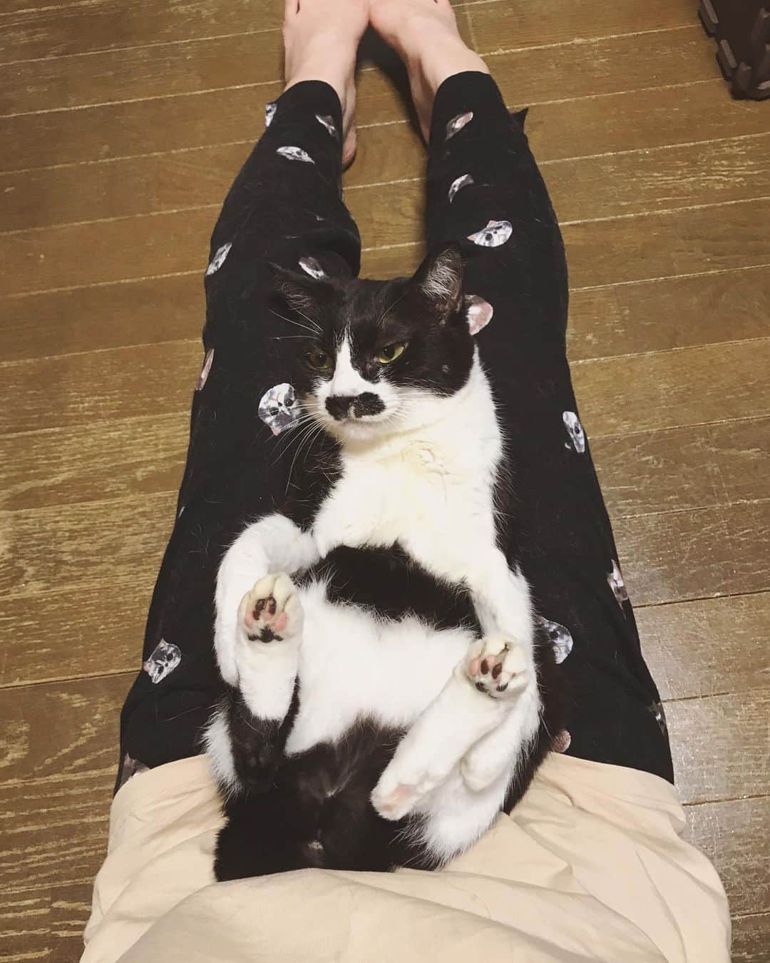もじゃころのインスタグラム：「あつ森に勤しみすぎてまたもや”水曜日飛ばし”してしまいました💦  これが今のペッペとばんどぅの比較画像です😂もうさすがに2匹同時お膝は厳しくなってきましたw クマとハムスターくらい違うんだけど大きさの違い伝わるかな…🥺🥺🥺🥺🥺 #チョッチュ具志コロペッペ #坂東玉隠しシャシャ丸  #あいちゃんの膝の上」