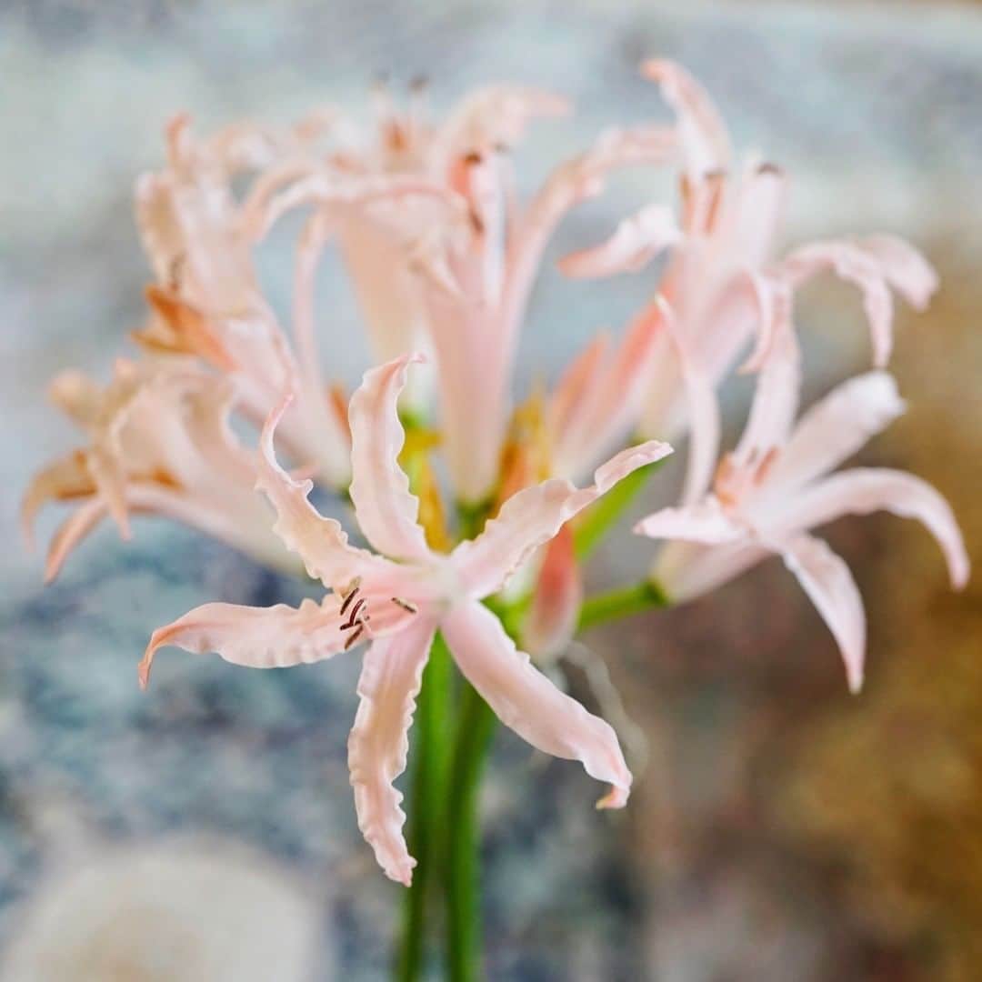 SPURさんのインスタグラム写真 - (SPURInstagram)「3週間以上、可憐な花を咲かせてくれました。 きゅーっと長いシルエット。#艸田正樹 さんの牛乳瓶みたいなピン・ブロウのガラスの花器で楽しみました。  発売中 #SPUR7月号 では、プロのフローリストによる #花のある生活 を取材しています。ぜひご覧ください。  #SPURうつわ #SPURFlower #ネリネ #Nerine #花瓶 #花器 #器 #器のある暮らし #ガラスの器  #SPUR編集G #花と暮らす #花のある暮らし #切り花 #SPUR #SPURMagazine」6月4日 21時01分 - spurmagazine