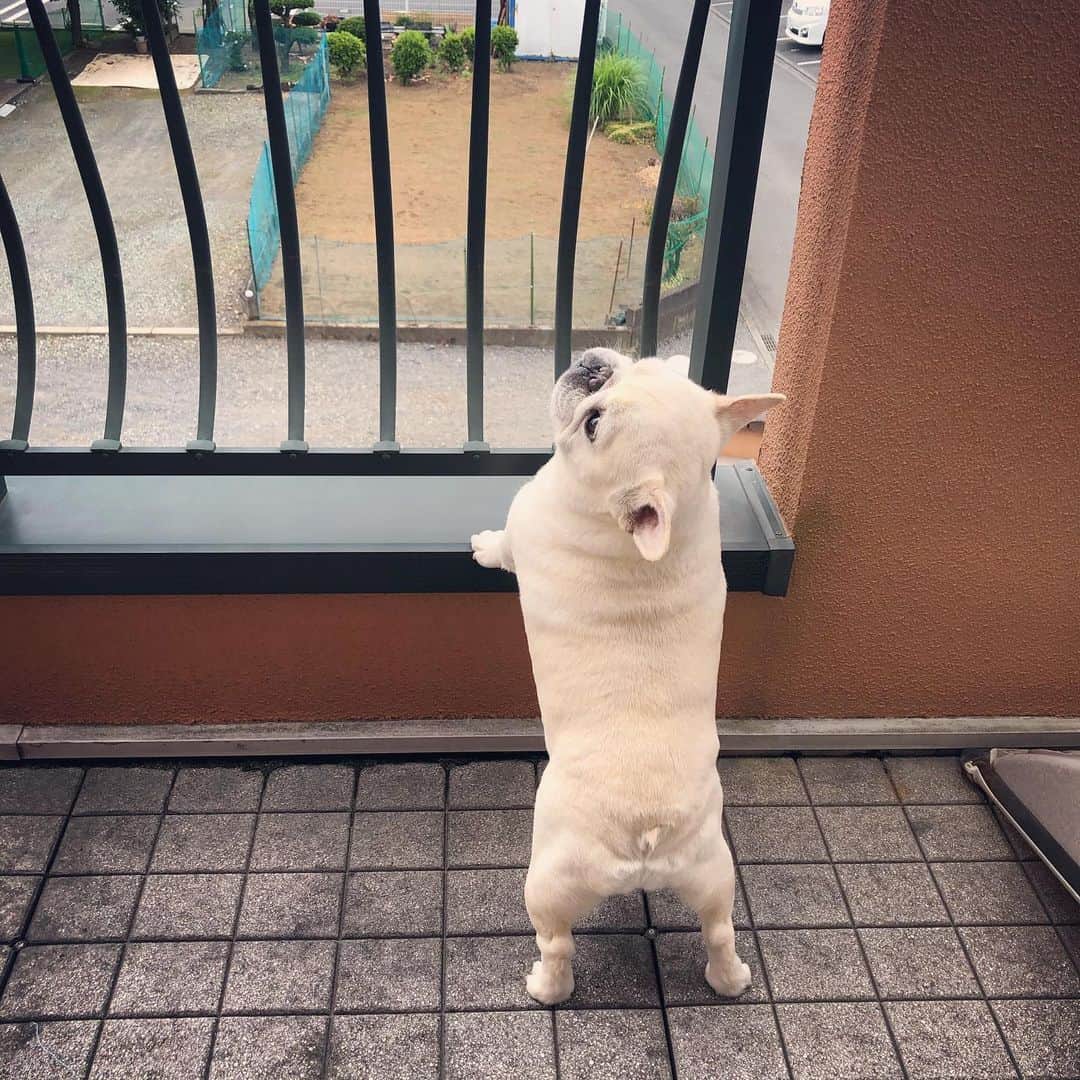 タニム（マーブル母）のインスタグラム：「* 愛おしい後ろ姿❤️ * #ベランダパトロール #足が短いと思った？ #どすこい感半端ない #私のアモーレ🐷❤️」
