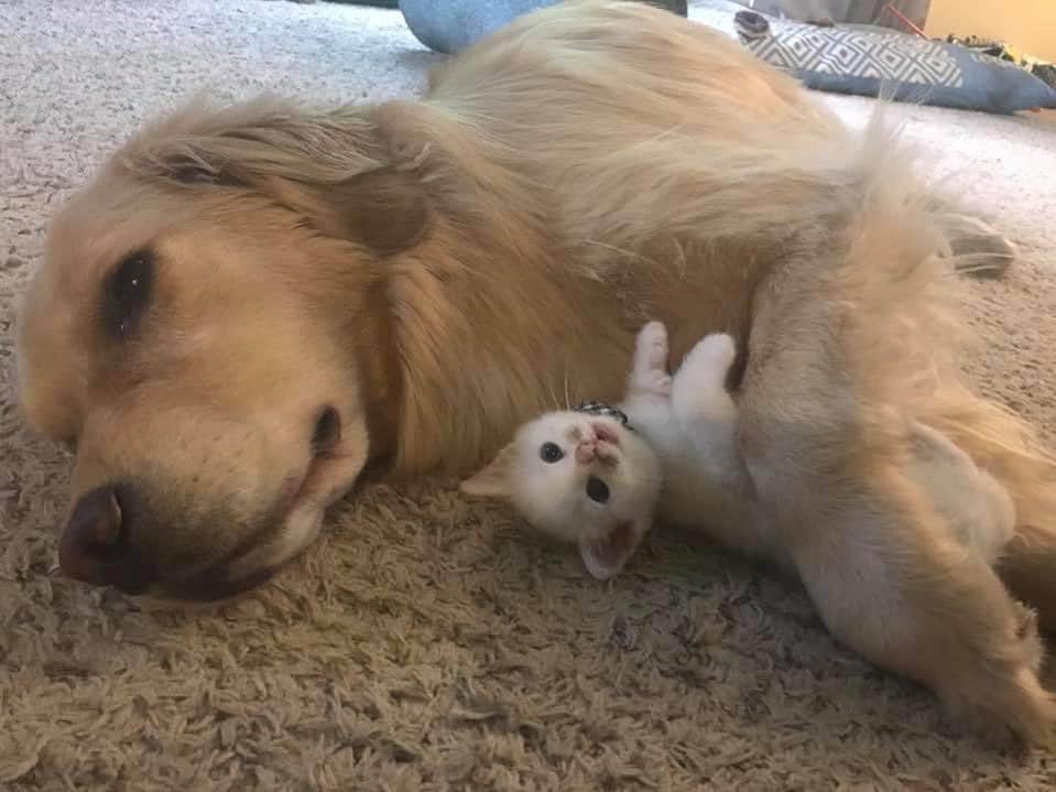 モヒートさんのインスタグラム写真 - (モヒートInstagram)「#throwbackthursday for #hugyourcatday 💜💜💜 can you believe he was so tiny?? ------------------------------- #chewy #goldensofig #goldenretriever  #goldenretrieversofinstagram #betterwithpets #dogsofig  #dogsofinstagram #fluffypack #gloriousgoldens #welovegoldens #ilovemydog #goldenlife #bestwoof #ProPlanDog #ilovegolden_retrievers #mydogiscutest #retrieversgram #dogsofcle #kittens #kittensofinstagram」6月5日 8時04分 - mojito_rose_family