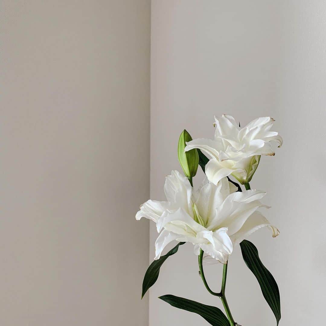馬渕由妃さんのインスタグラム写真 - (馬渕由妃Instagram)「𓂃﻿ ﻿ 7時には目覚める毎朝🕊𓋪﻿ まずカーテンと窓開けて観葉植物とお花を﻿ 愛でるところから1日が始まる☺️🤲﻿ コーヒー買ってたの思い出したから﻿ 朝は食パンとコーヒーにしよう☕️♡﻿ ﻿ #おはよ〜🤤」6月5日 6時52分 - yuki_mabuchi
