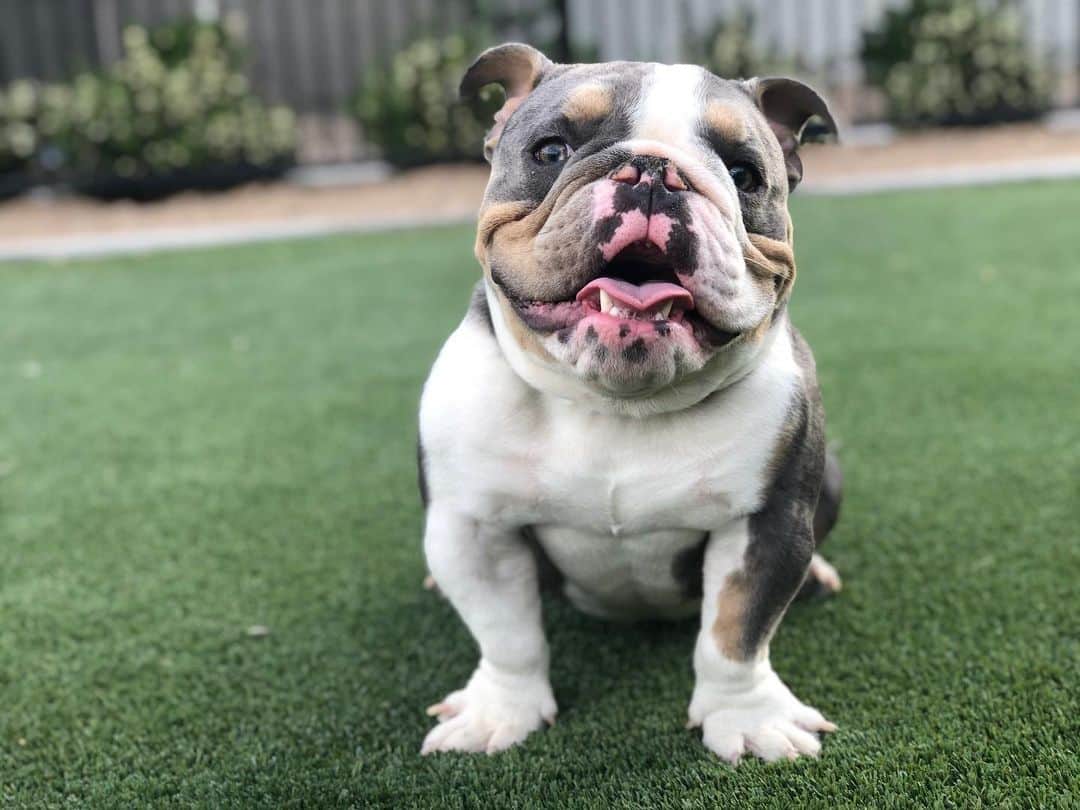 Bodhi & Butters & Bubbahのインスタグラム：「My dog is just like me...cute but crazy 😜 . . What’s your #bulldog like? . . . . . #cute #crazy #dog #love #puppy #mylove #mylife #smile #be #happy #positivevibes #soulmate #forever #dogsofinstagram #bestoftheday #bff #bulldogoftheday」