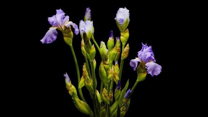椎木俊介のインスタグラム：「Flowers  #azumamakoto #makotoazuma #shiinokishunsuke #amkk #amkkproject #flowers #flowerart #東信 #東信花樹研究所 #花  #timelapse」