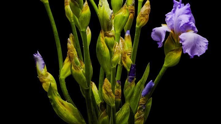 椎木俊介のインスタグラム：「Flowers  #azumamakoto #makotoazuma #shiinokishunsuke #amkk #amkkproject #flowers #flowerart #東信 #東信花樹研究所 #花  #timelapse」