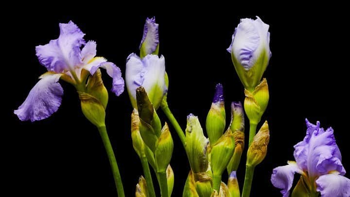 椎木俊介のインスタグラム：「Flowers  #azumamakoto #makotoazuma #shiinokishunsuke #amkk #amkkproject #flowers #flowerart #東信 #東信花樹研究所 #花  #timelapse」