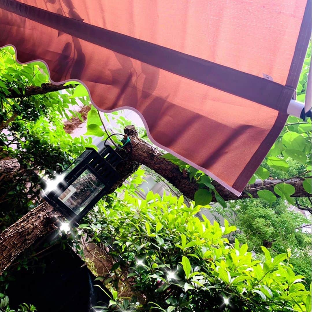川崎麻世さんのインスタグラム写真 - (川崎麻世Instagram)「この夏も暑くなりそうだし、オーニングを注文して届いたので組み立てて庭に設置した。 まるでカフェのテラス席みたいになった。これで強い日差しや多少の雨でも大丈夫🙆‍♂️ これからの季節、庭で過ごす時間が益々楽しみだ😊  #オーニング #カフェみたいな庭 #庭テント #川﨑麻世 #川崎麻世 #庭でバーベキュー」6月5日 7時28分 - mayokawasaki