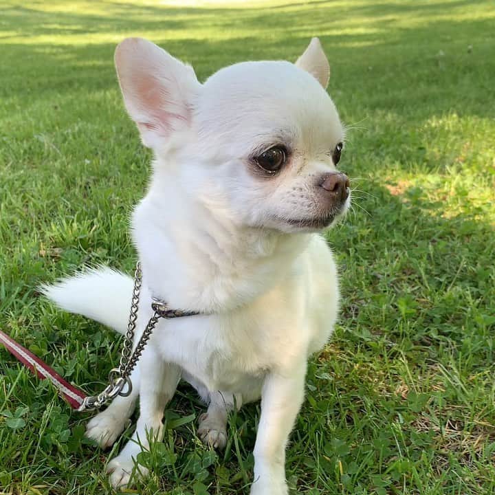 KORIKIのインスタグラム：「おはようございます♪ * #dogofsapporo #dog, #dogs, #dogstagram,#chihuahua,#犬バカ部,#チワワ,#koriki, #hanadog #白スムチ連合会, #スムチー,  #dogofthedayjp, #dogoftheday  #ilovemydog #instadog #instapet #WhiteChihuahua  #吉娃娃 #치와와  #dogsofinstagram #Chihuahualover  #ชิวาวา #チワワの輪 #barkbox #WhiteChihuahuaParty #もふもふモフモフ」