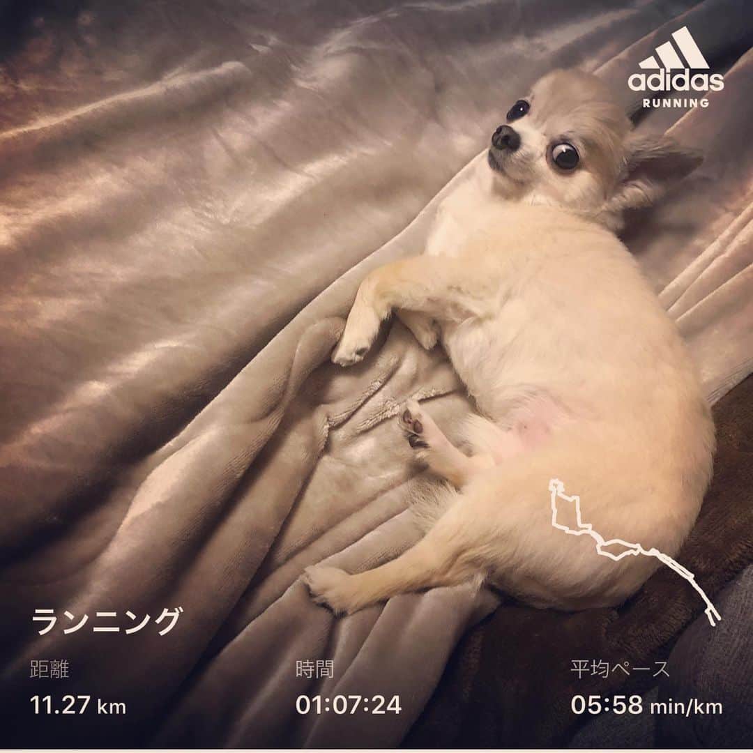 のインスタグラム：「おはようございます！朝ラン終了！ 今日は快晴で暑くて走りやすかったです！ 心身共に健康で。今日は撮影&作業日！  #stingrun #朝ラン #玉ラン #adidas #adidasultraboost  #run #running #ランニング　#心身ともに健康に #下北ライブハウス  #ポルカ」