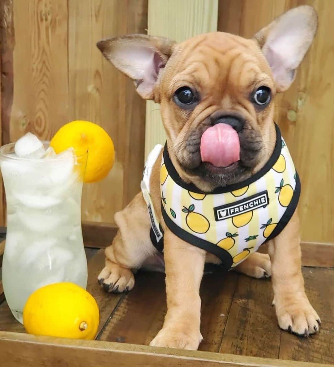 Regeneratti&Oliveira Kennelさんのインスタグラム写真 - (Regeneratti&Oliveira KennelInstagram)「Squeeze the Day 🍋🍋 @mateo_and_coco . .  Shop  @frenchie_bulldog ⚡️THE COOLEST⚡️ swag for your pup! 🎁 Get 10% off  with code jmarcoz10🐾 . . . . . . #frenchie #frenchies  #französischebulldogge #frenchbulldog #frenchbulldogs  #dog #dogsofinstagram #frenchies1 #bully #bulldog #bulldogfrances #フレンチブルドッグ #フレンチブルドッグ #フレブル #ワンコ #frenchiesgram #frenchbulldogsofinstagram #ilovemyfrenchie #batpig #buhi #squishyfacecrewbulldog . #frenchiepetsupply」6月5日 7時41分 - jmarcoz