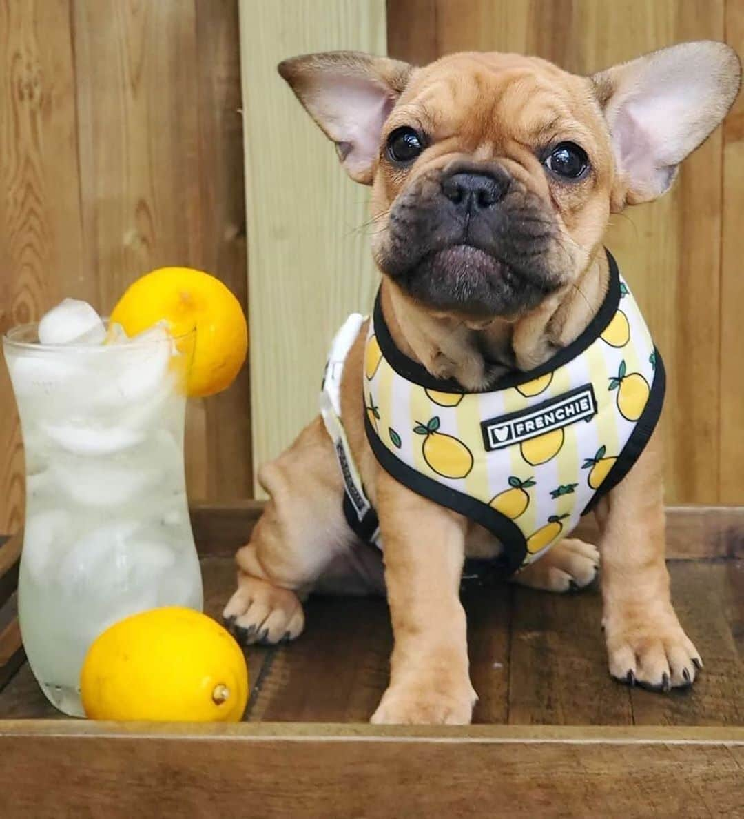 Regeneratti&Oliveira Kennelさんのインスタグラム写真 - (Regeneratti&Oliveira KennelInstagram)「Squeeze the Day 🍋🍋 @mateo_and_coco . .  Shop  @frenchie_bulldog ⚡️THE COOLEST⚡️ swag for your pup! 🎁 Get 10% off  with code jmarcoz10🐾 . . . . . . #frenchie #frenchies  #französischebulldogge #frenchbulldog #frenchbulldogs  #dog #dogsofinstagram #frenchies1 #bully #bulldog #bulldogfrances #フレンチブルドッグ #フレンチブルドッグ #フレブル #ワンコ #frenchiesgram #frenchbulldogsofinstagram #ilovemyfrenchie #batpig #buhi #squishyfacecrewbulldog . #frenchiepetsupply」6月5日 7時41分 - jmarcoz