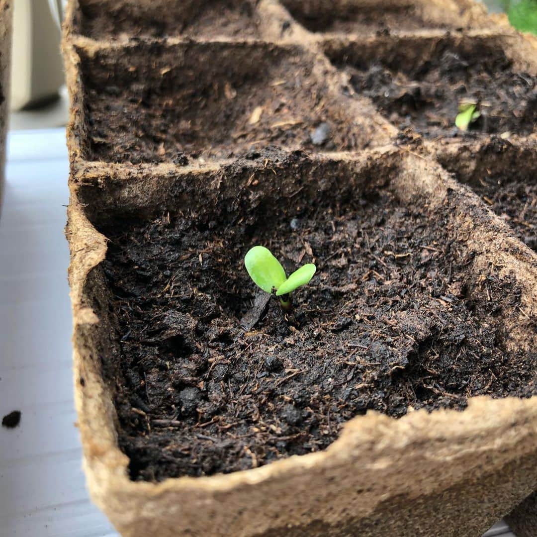 高野賢也のインスタグラム：「\ｺﾝﾆﾁﾊ/ 🌱」